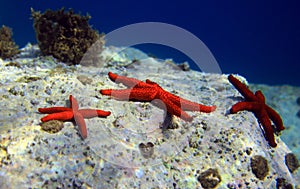 Red Mediterranean sea star - Echinaster sepositus