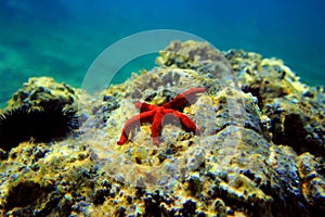 Red Mediterranean sea star - Echinaster sepositus