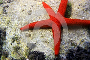 Red Mediterranean sea star - Echinaster sepositus