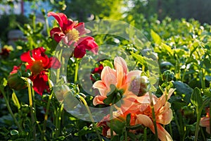 Red and Melon color flower