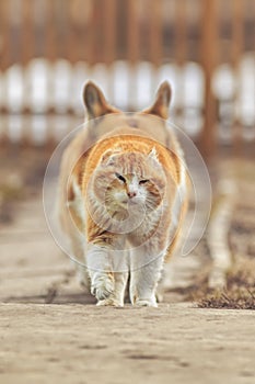 Red menacing street village cat and pet dog corgi walk down the street in the spring pacing each other