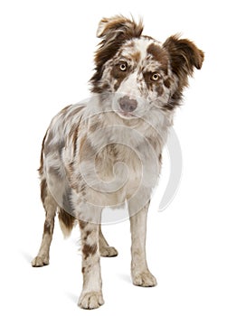 Red Merle Border Collie, 6 months old