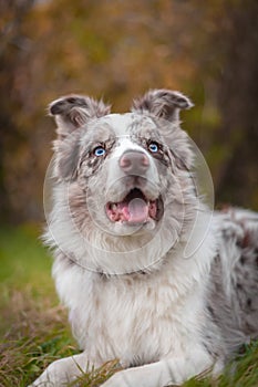 Red merle border collie portrait