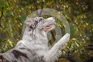 Red merle border collie portrait