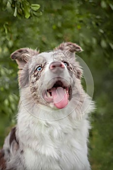 Red merle border collie portrait