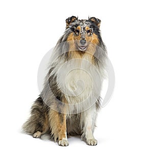 Red merle Rough Collie dog, isolated on white