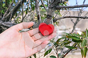 The red metal lock of love weighs on a tree branch. Woman`s hand holds a padlock. Traditions of the bride and groom.