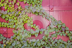 Red metal vintage door with ivy leaves