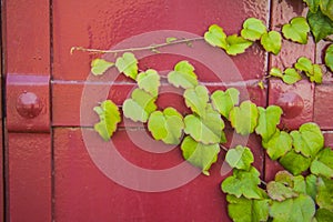 Red metal vintage door with ivy leaves