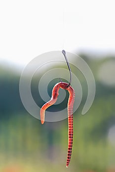 Red metal worm writhing on a fish hook