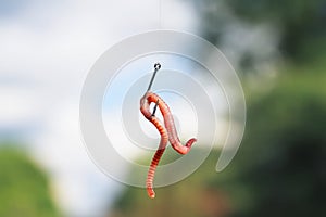 Red metal worm writhing on a fish hook