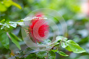 Red Metrosideros flower