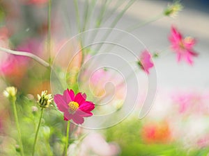 Red Mexican Aster or Cosmos flower with the scientific name: Cosmos bipinnatus Cav. Blur the natural background in pastel colors t