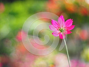 Red Mexican Aster or Cosmos flower with the scientific name: Cosmos bipinnatus Cav. Blur the natural background in pastel colors t