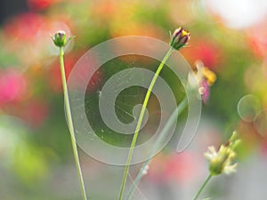 Red Mexican Aster or Cosmos flower with the scientific name: Cosmos bipinnatus Cav. Blur the natural background in pastel colors t