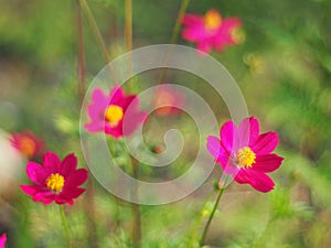 Red Mexican Aster or Cosmos flower with the scientific name: Cosmos bipinnatus Cav. Blur the natural background in pastel colors t