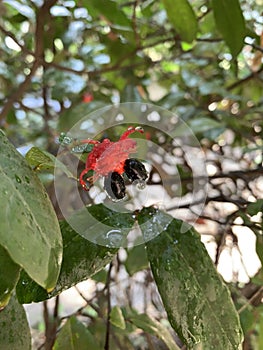 Red Mickey Mouse Flower, Ochna serrulata