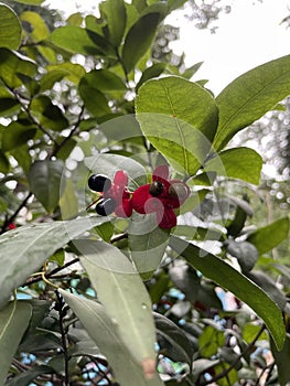 Red Mickey Mouse Flower, Ochna serrulata