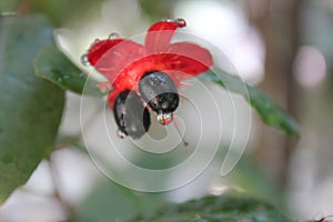 Red Mickey Mouse Flower, Ochna serrulata photo