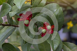 Red micky mouse flower and seed on tree or ochna kirkii oliv on blur nature background.