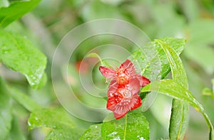 Red Micky mouse plant flower with drop of water blooming on branch in garden