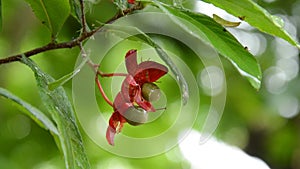 Red Micky mouse plant flower with drop of water blooming on branch in garden