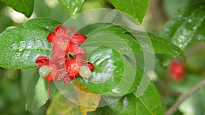 Red Micky mouse plant flower with drop of water blooming on branch in garden