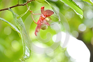 Red Micky mouse plant flower with drop of water blooming on branch in garden