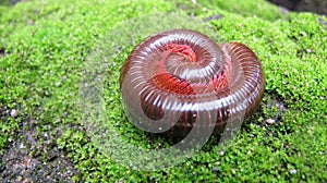 Red Milipede Rolling On The Ground