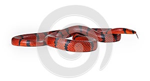 Red Milk Snake Curled Up