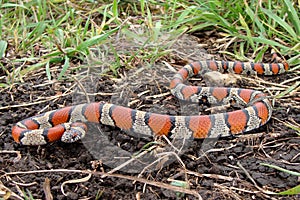 Red Milk Snake, Lampropeltis triangulum syspila