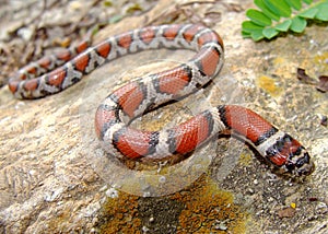 Red Milk Snake, Lampropeltis triangulum syspila