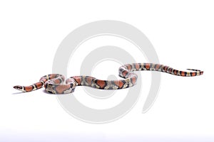 Red milk snake, Lampropeltis triangulum syspila photo