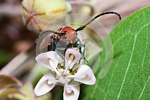 The Red Milkweed Beetle