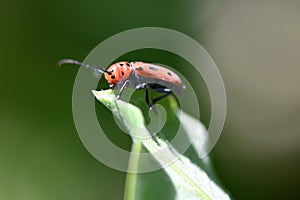 Red Milkweed Beetle