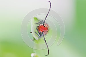 Red Milkweed Beetle in Garden