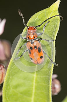 Red milkweed beetle on a leaf at Belding Preserve, Connecticut.