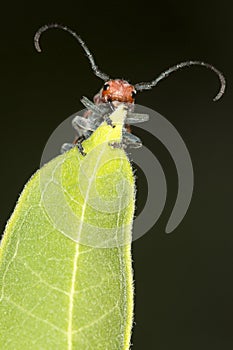 Red milkweed beetle on a leaf at Belding Preserve, Connecticut.