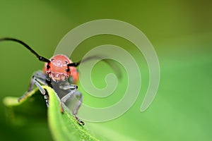 Red Milkweed Beetle photo