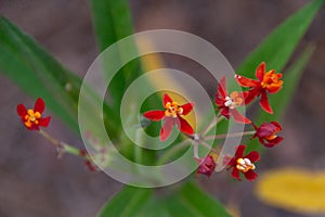 Red milkweed blooming at butterfly garden