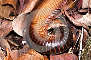 Red millipede Diplopoda curled up into a ball