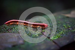 Red millipede in Gunung Mulu national park