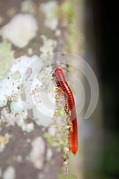 Red millipede in Gunung Mulu national park photo