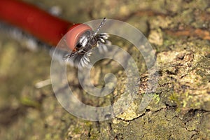 Red millipede on a tree trunk