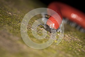 Red millipede on a tree trunk