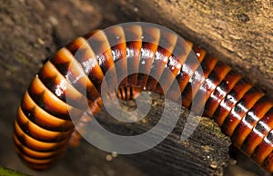 Red millipede on a tree trunk