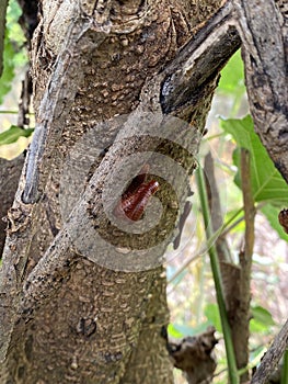 a red millipede on a tree trunk