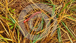 Red millipedes walking on the ground