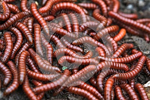 Red millipidae, Trigoniulus Corallinus, group of millipedes in Farm. This happens in the month of June, July in forests and hilly