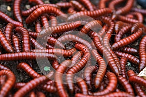 Red millipidae, Trigoniulus Corallinus, group of millipedes in Farm. This happens in the month of June, July in forests and hilly